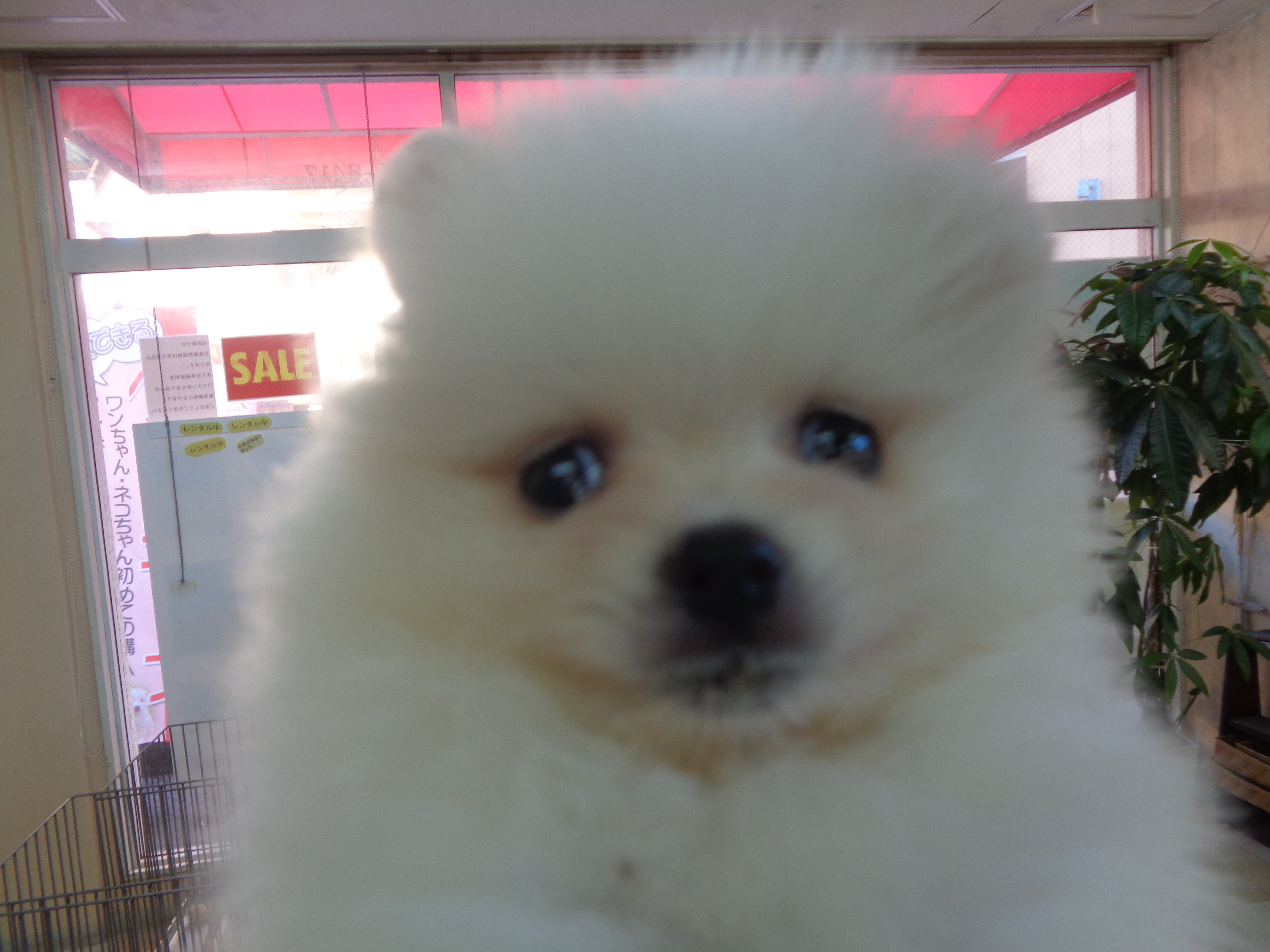 商品イメージ